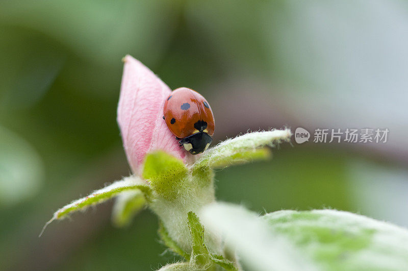 瓢虫在花上