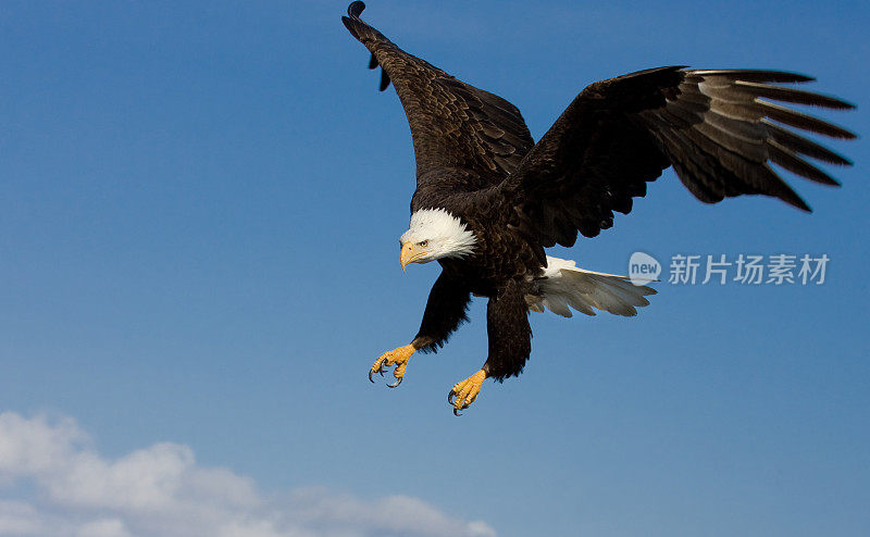 秃鹰正在着陆