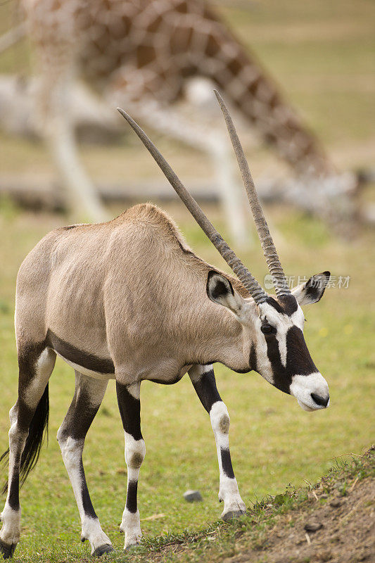 大羚羊(羚羊)画像，非洲大型羚羊。