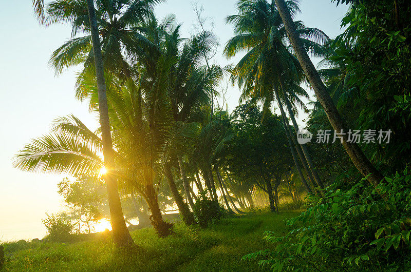 日出晨雾中的热带棕榈树