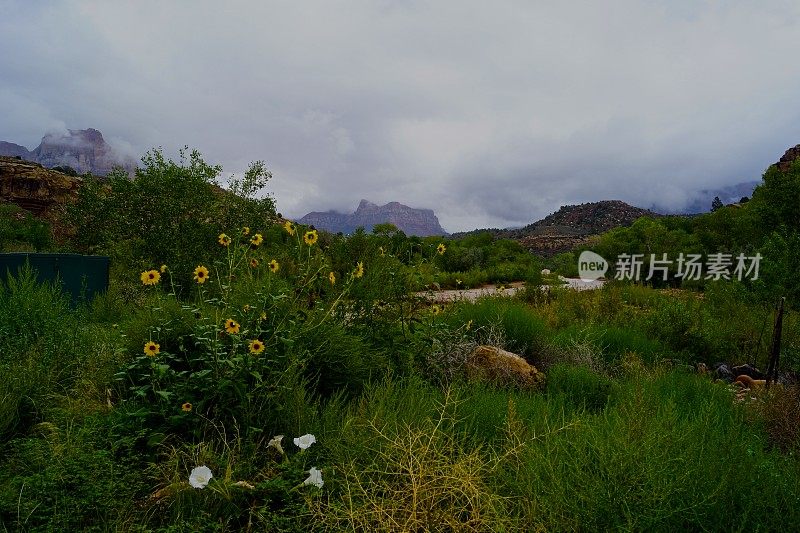 维珍河野花