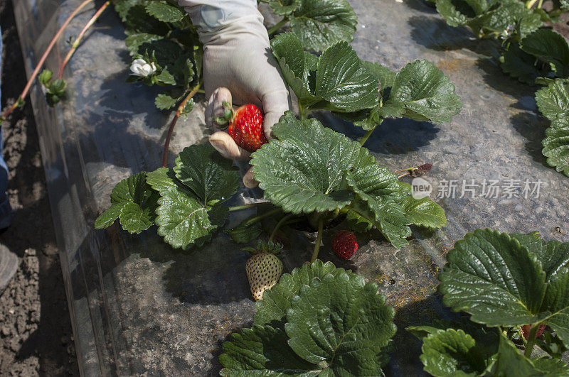 农场工人摘草莓