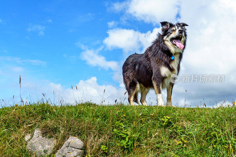 边境牧羊犬站在长满草的岬角上