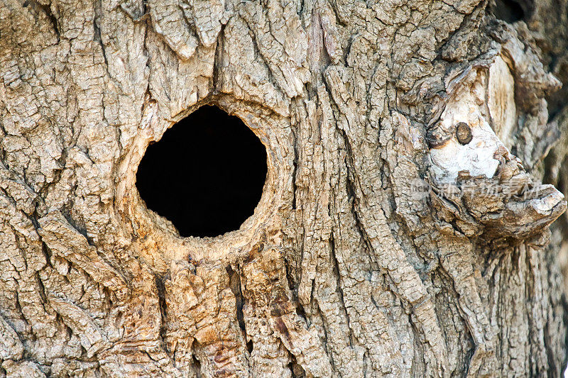 鸟在树干上挖洞