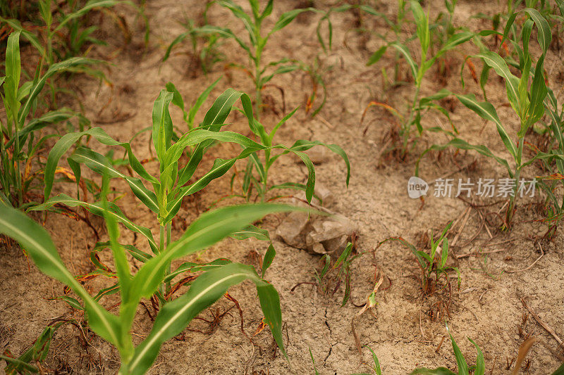 高粱植株排成一行