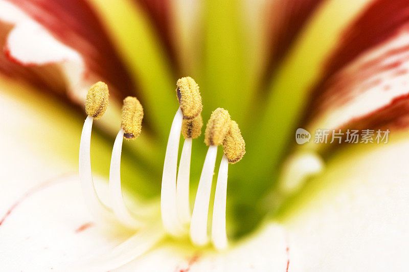 花-孤挺花特写