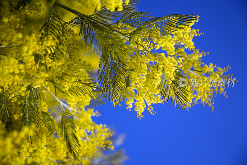 Mimose