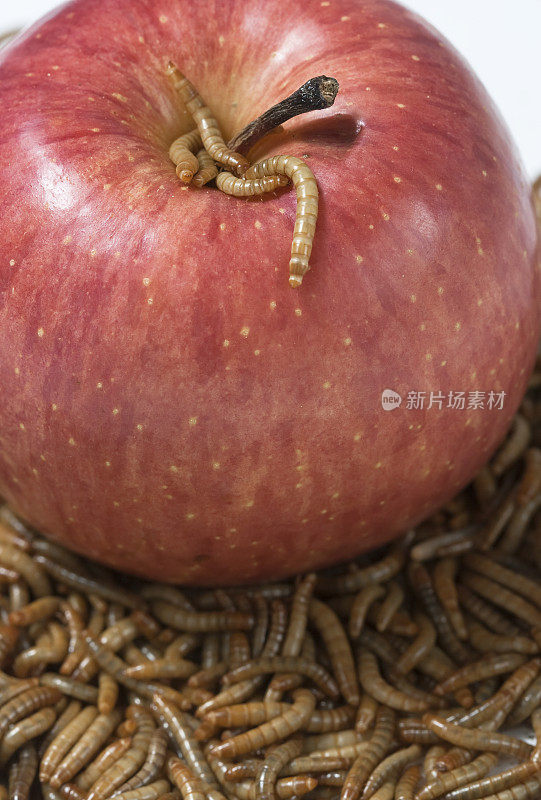 蠕虫和苹果