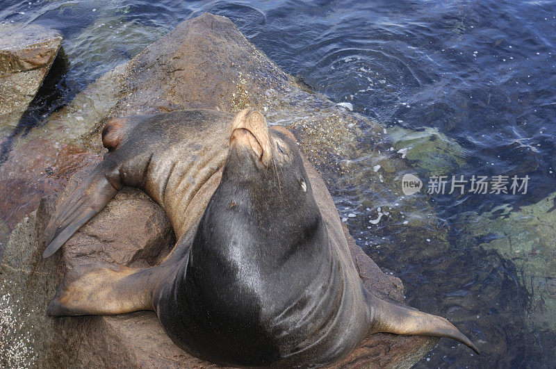 野生海狮在岩石上休息