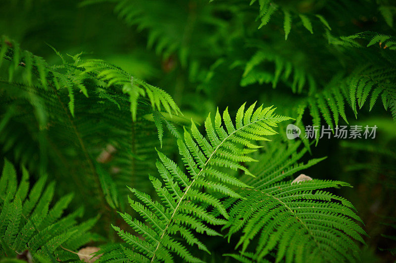 特写蕨类植物