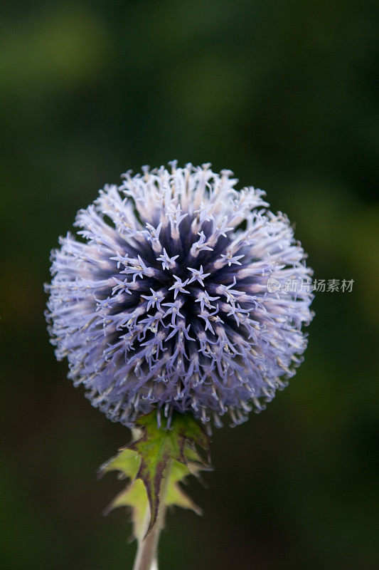 葱属植物的花