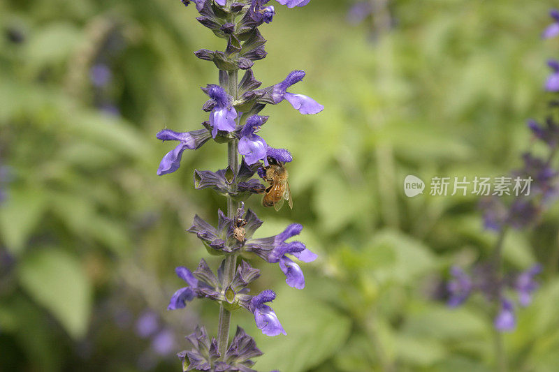 蓝色鼠尾草花上的蜜蜂