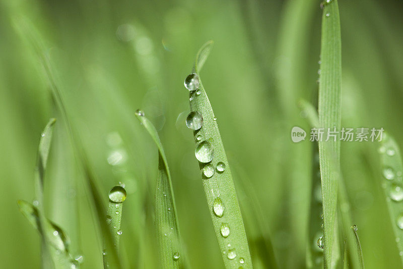 叶子带着露水的