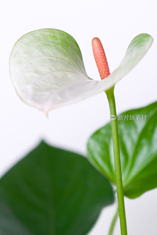 花烛属植物