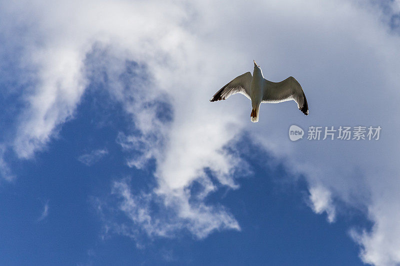 蓝天下的海鸥。