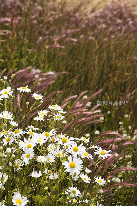 patagonic草原上的野花。