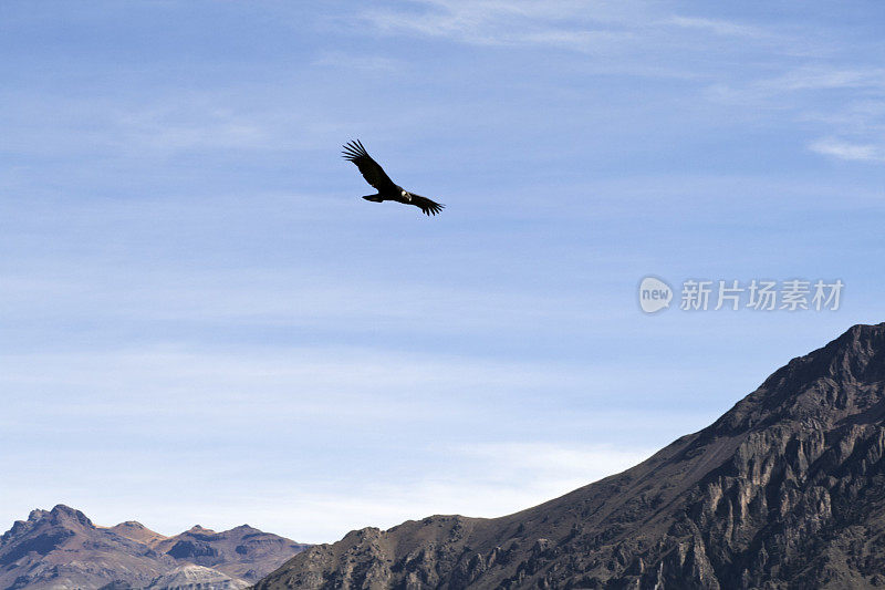 科尔卡峡谷上的安第斯秃鹰