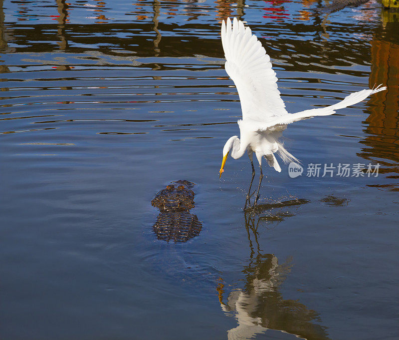 白鹭鸟与饥饿的鳄鱼相撞