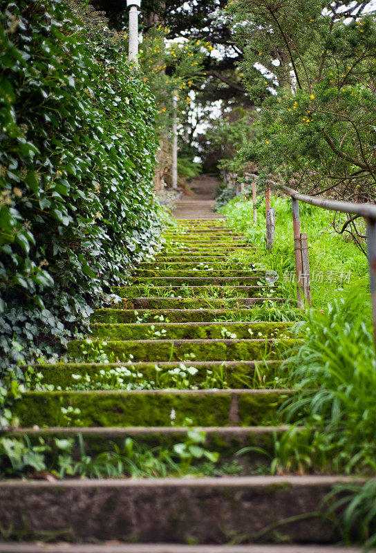 长满青苔的路径