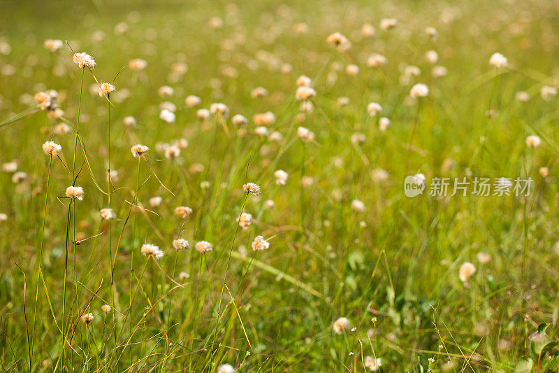 棉花草