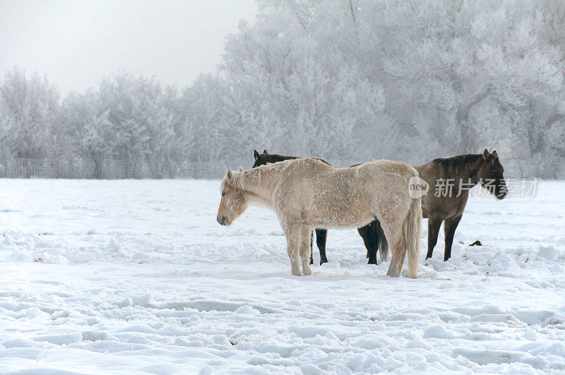 雪中的马