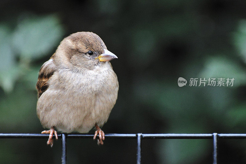 麻雀在栅栏