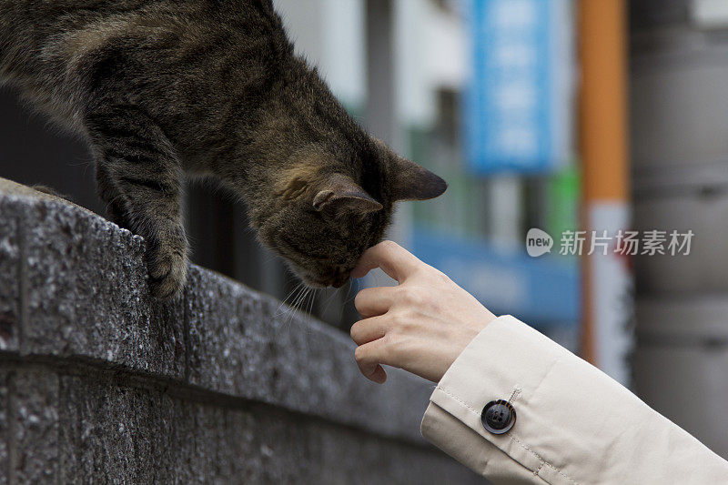 友好的猫和女人