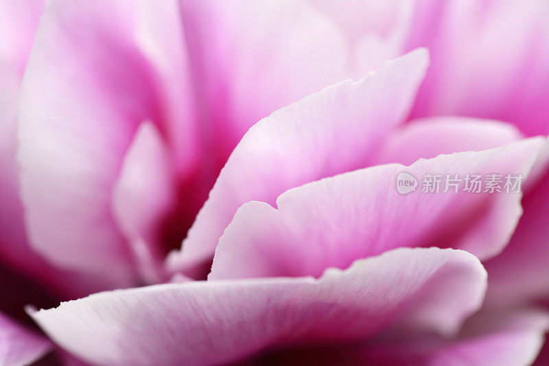 粉红色和白色的花瓣一朵牡丹花