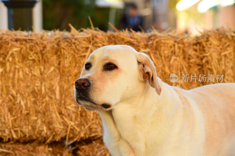 拉布拉多寻回犬