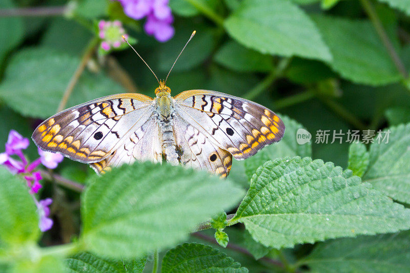 蝴蝶在公园附近的一朵花上寻找花粉