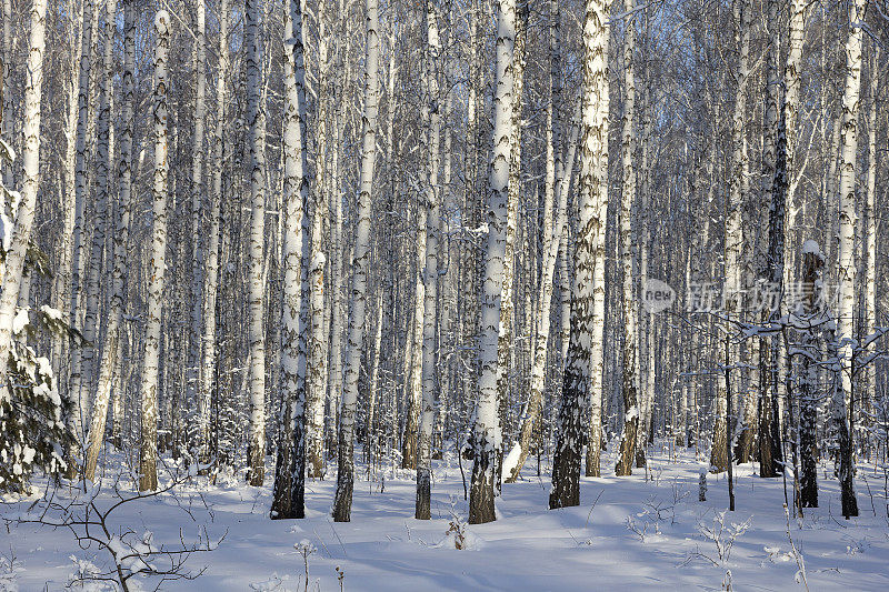 一个阳光明媚的冬日白桦林里