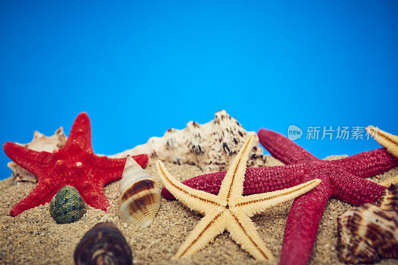 沙滩上有贝壳和海星