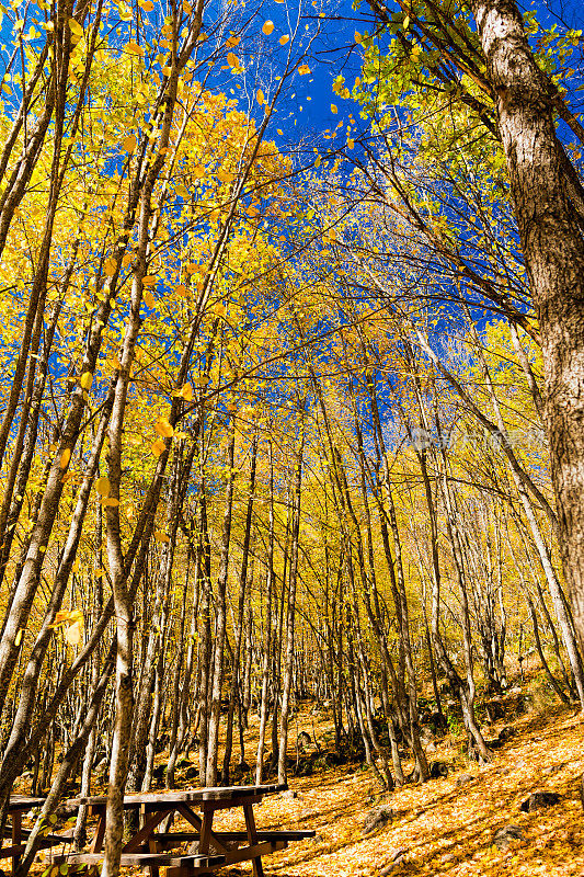 秋天森林里的木凳