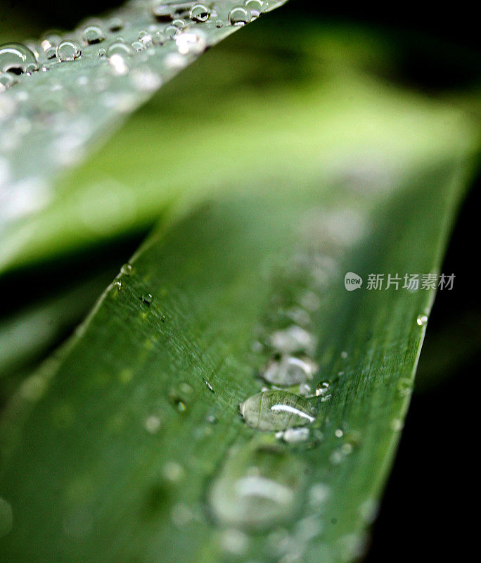 名单上的雨滴