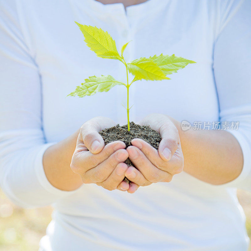 一株植物在女性手中