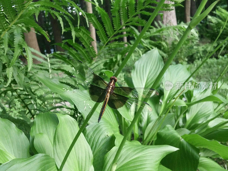 黑龙飞虫，玉簪植物芽叶