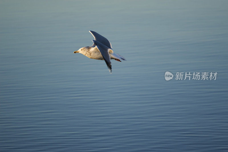 海鸥-阿根廷海鸥