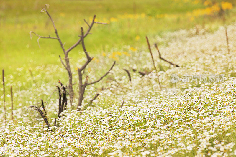 雏菊野花草地荒野