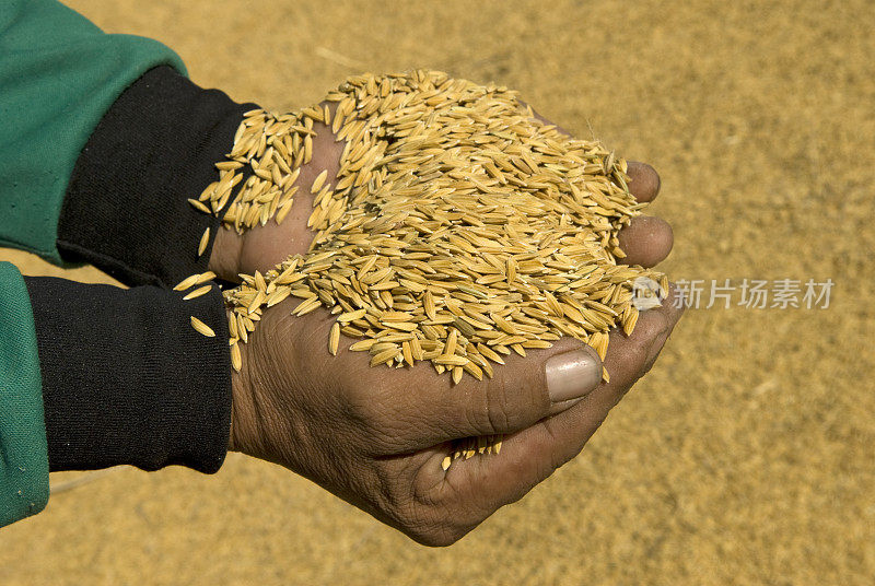农民手中的稻田