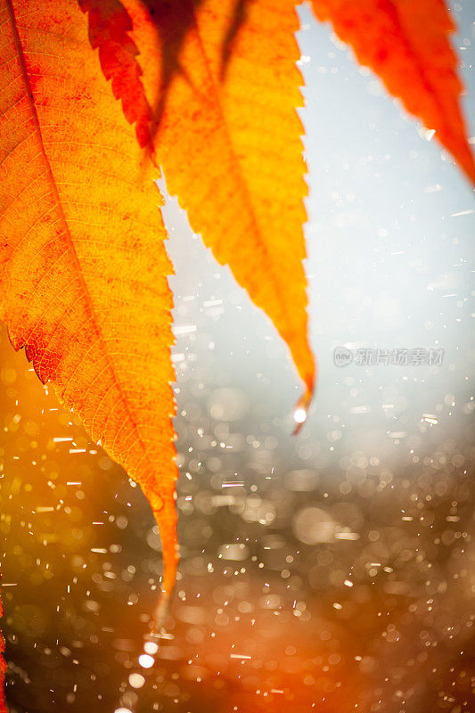 在短暂的夏季阵雨中，橙色黄色的叶子。