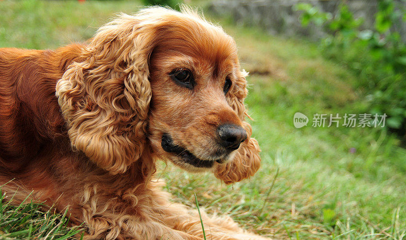 女性可卡犬