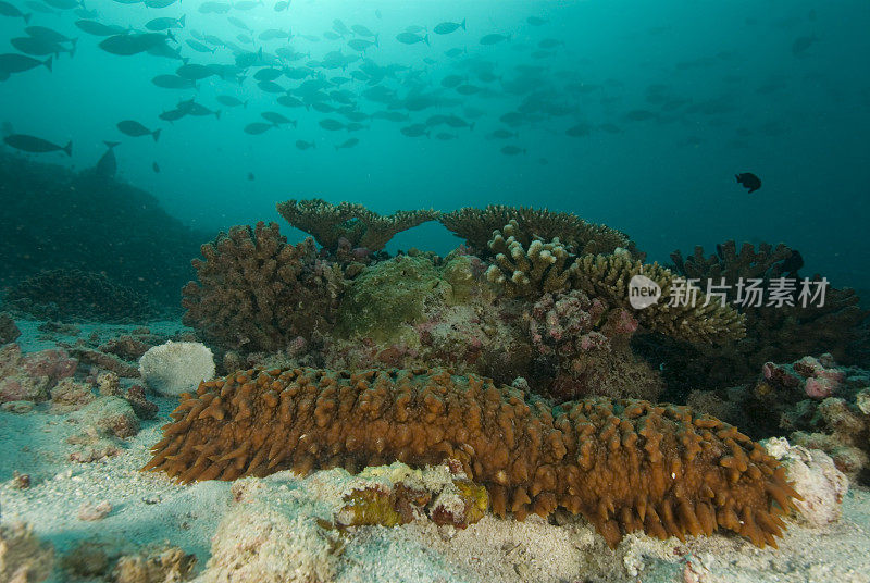 海参和鱼群