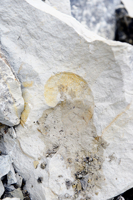石灰岩中的鹦鹉螺