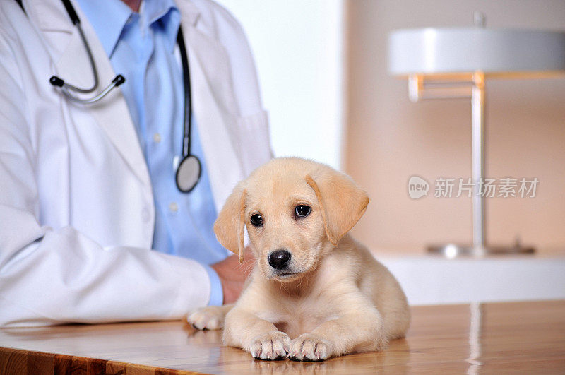 年轻的拉布拉多小狗在兽医办公室等候