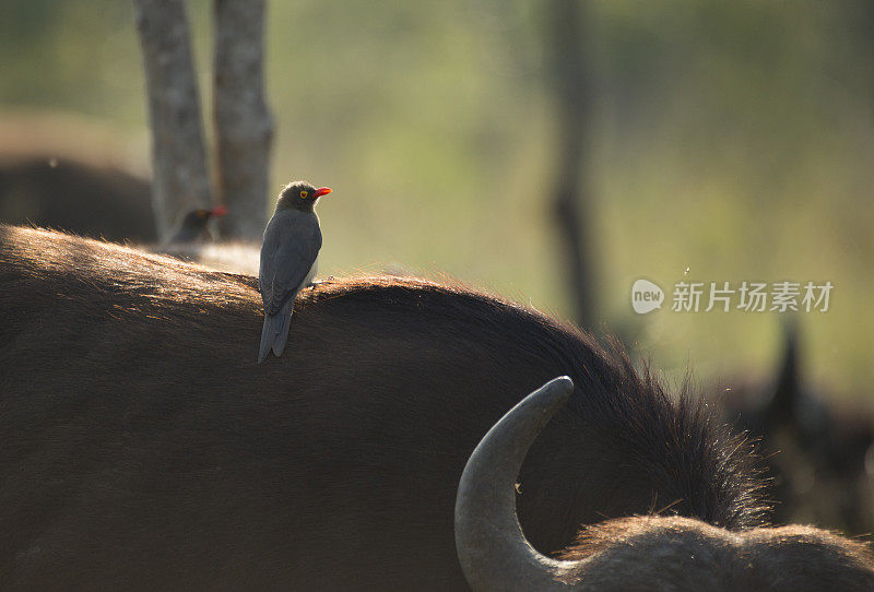 克鲁格野生动物保护区水牛上的红嘴牛啄木鸟