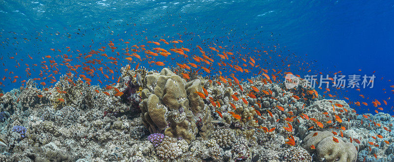 珊瑚礁上的橙色鱼