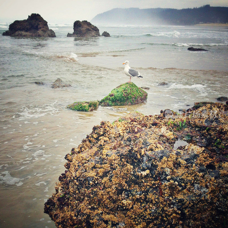 加农海滩的海鸥