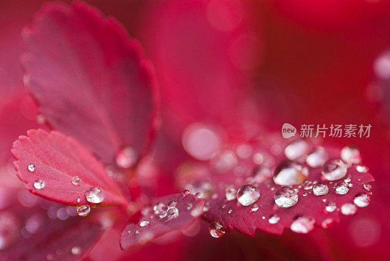 雨点落在barberries叶子上