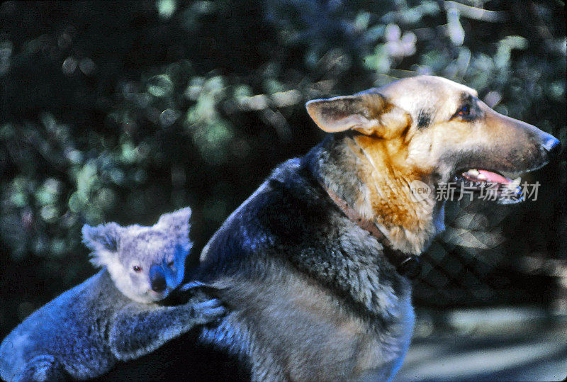 小考拉坐在德国牧羊犬的背上