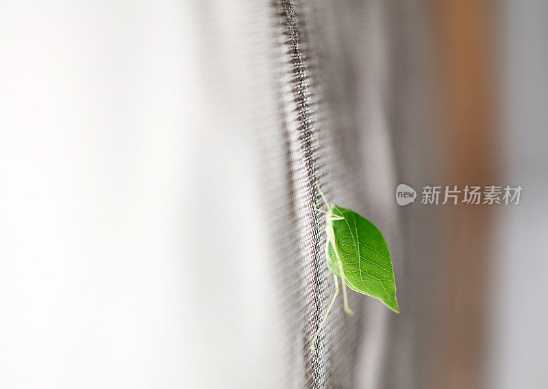 植物上的叶子特写镜头